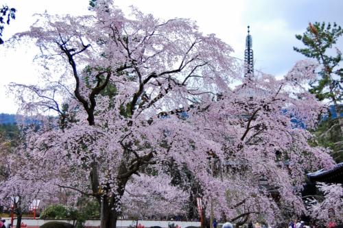 4dndNN12Rm+H1HY3+y49SQ_thumb_2658