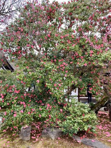 6SKLzXh4SzKg2uK76psofA_thumb_25e0