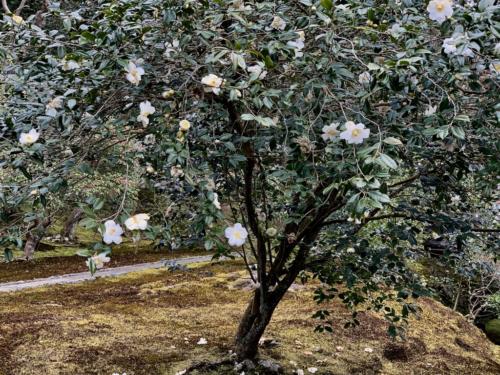 H4scZDCQRES9j0ShyU9cfA_thumb_25b8