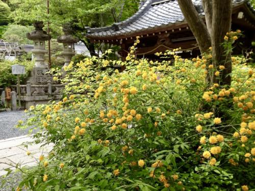 HcGRtD0wSa6E69h2pEcOdg_thumb_115