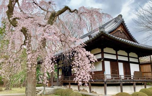 VuwXaq0ESsurXSvmnesLXg_thumb_2613