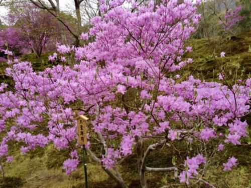 Xd6HtRshSXCXXLYCOvPk6A_thumb_55b