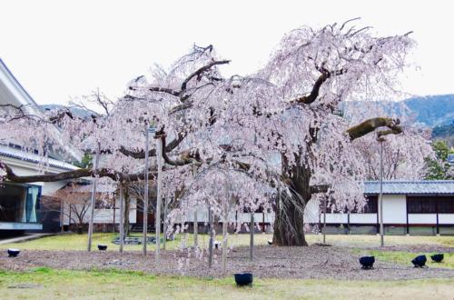 bjvfrBR%RFOZmaYXMIwOTQ_thumb_2643