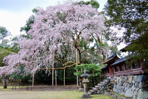 mBMiT%L9TJ2M6Kh9rKYQdQ_thumb_2652