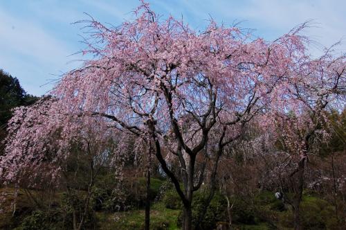 PGN42AX1SIGoblRkSK4dw thumb 7e1