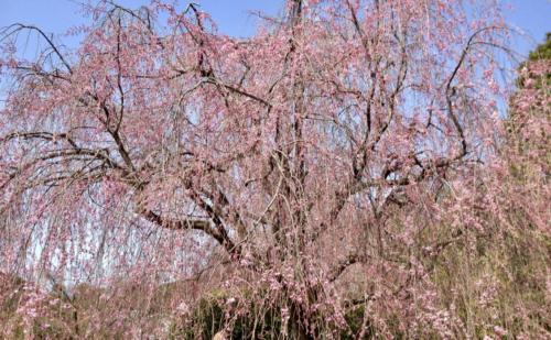 gLZkN27VRBO6Khl3NI1LwA thumb 4b1